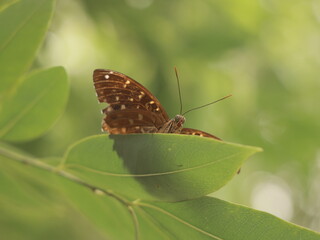 A Beautiful Butterfly Resting Gracefully on Vibrant Green Leaves Found in Natures Embrace