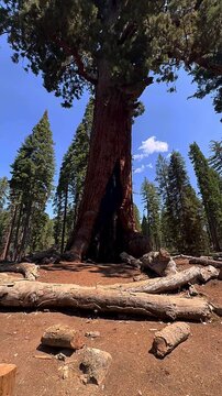 mariposa grove sequoia trees, great sequoias in yosemite, breathtaking tree landscapes, stunning natural wonders, iconic yosemite national park, serene forest experiences, majestic giant trees, enchan