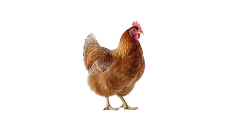 Studio Portrait of a Brown Hen, Isolated on White Background