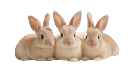 Three Adorable Bunnies Resting, Soft Focus on Creamy Background