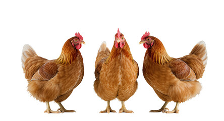 Three Brown Chickens Standing on White Surface
