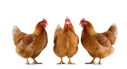 Three Brown Chickens Standing on White Surface