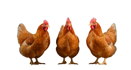 Three Hens Standing Together, Front View, Food Concept