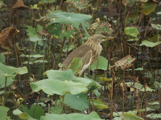 Close-up photograph of a Brown-Striped Fisheater standing calmly.