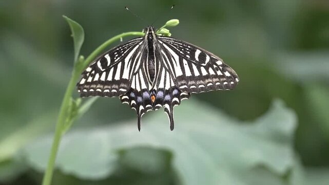 butterflies and flowers
나비와 꽃