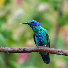 Sparkling Violetear Hummingbird Perched on a Branch in Lush Green Forest