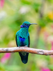 Sparkling Violetear Hummingbird Perched on a Branch in Lush Green Forest