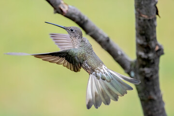 Giant Hummingbird Hovering in Midair Against Bright Background