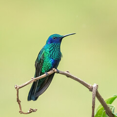Sparkling Violetear Hummingbird Perched on a Branch in Lush Green Forest