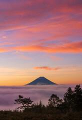 Fototapeta premium 甘利山から朝焼けの雲海に浮かぶ富士山
