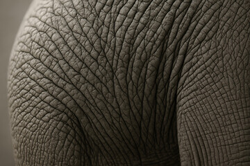 Elephant Skin Textures: A close-up view presents a detailed, textured surface of an elephant's skin, revealing the intricate patterns and ruggedness of nature's design.