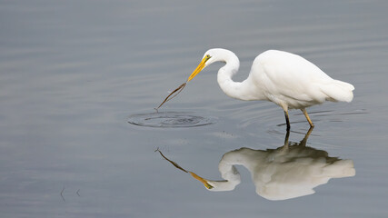 white heron fishing 