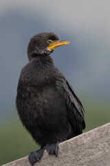 Little black cormorant,