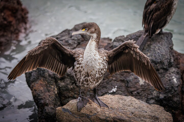 Spotted Shag, Spotted cormoran
