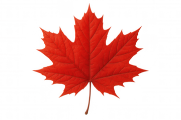 Red maple leaf showcasing autumn colors and symbolizing canadian heritage, isolated with a transparent background