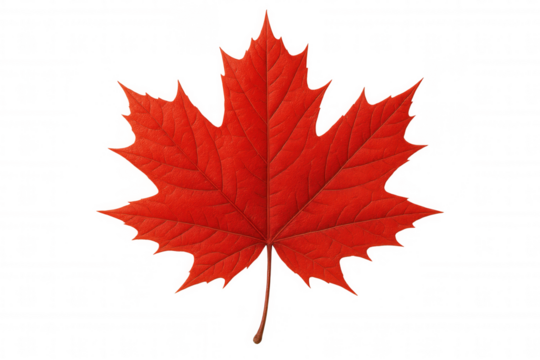 Red maple leaf showcasing autumn colors and symbolizing canadian heritage, isolated with a transparent background