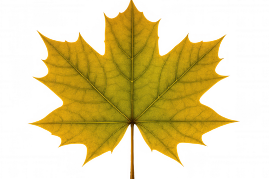 Yellow maple leaf showing autumn colors and delicate veins, isolated on transparent background for easy design use