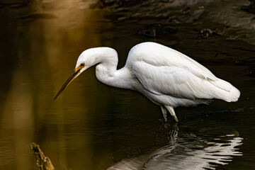 Egret