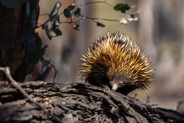Wild short beaked Echidna or Spiny Anteater (Tachyglossus aculeatus) foraging for insects in the forrest around Perth, Western Australia