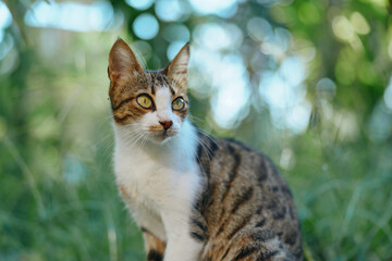 A curious tabby cat sits outdoors in a lush garden setting. The feline gazes with bright eyes, calm posture, and gentle whiskers, creating a tranquil and natural mood.