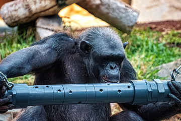 Chimpanzee in a zoo.