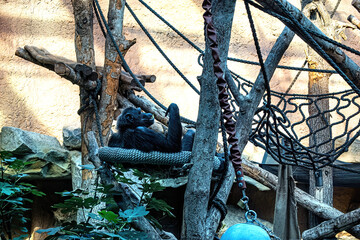 A chimpanzee having rest in hammock on tree.