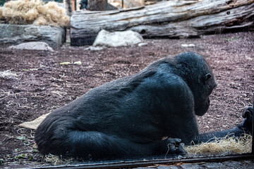 A black gorilla eating in a park.