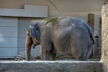 A big elephant eating grass from big grass balls.