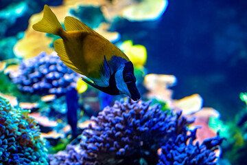 A bright yellow sea fish on coral background.