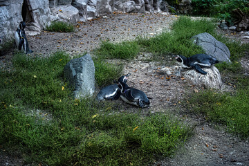 Some penguins on background of rocks in summer.