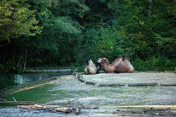Two camels are resting in the park.