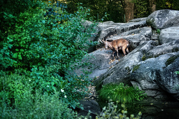 A mountain goat standing on the big rocks in the mountains.