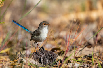 Beautiful female Splendid fairywren or Blue Wren (Malurus splendens) in perfect light around Perth, Western Australia