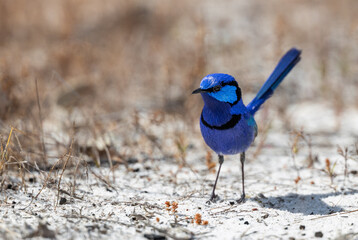 Beautiful male Splendid fairywren or Blue Wren (Malurus splendens) around Perth, Western Australia