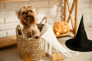 Cute Yorkshire Terrier dog sits inside a wicker basket with a knitted blanket against the...