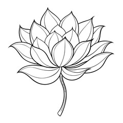 lotus pod line art vector on white
