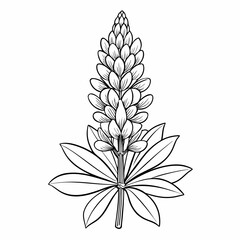 lupinus mutabilis line art vector on white background