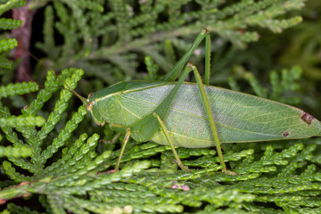 Common Garden Katydid on Green Foliage