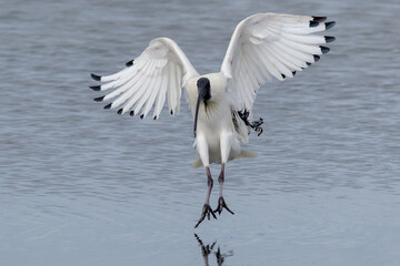 Australian White Ibis Landing on Water with Wings Spread 