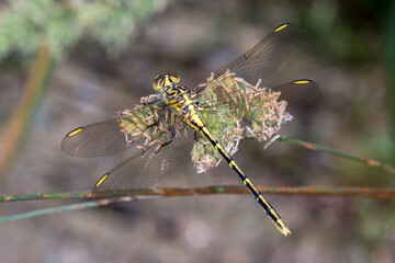 Yellow-Striped Dragonfly Resting on Plant Stem