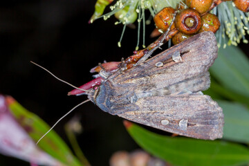 Bogong Moth Feeding on Native Flower at Night