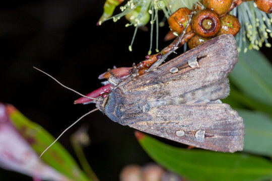 Bogong Moth Feeding on Native Flower at Night