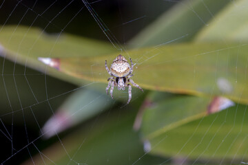 Orb-weaver Spider Resting in Web Among Green Leaves