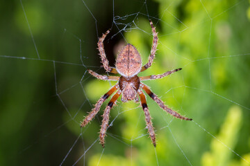 Close Up of Orb Weaver Spider Centered on Web