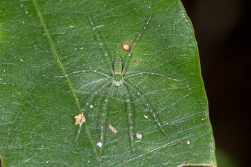 Close Up of Long Legged Spider Resting on Leaf Surface