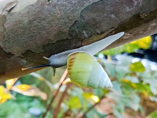 albino snail, tree snail, white snail, amphidromus on a branch