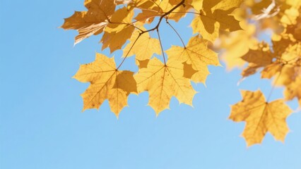 Fototapeta premium Golden Maple Leaves Against Blue Sky
