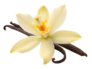vanilla pods and flower PNG Cutout