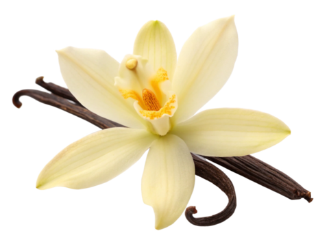 vanilla pods and flower PNG Cutout