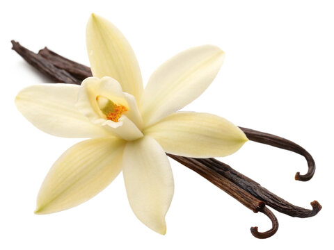 vanilla pods and flower PNG Cutout